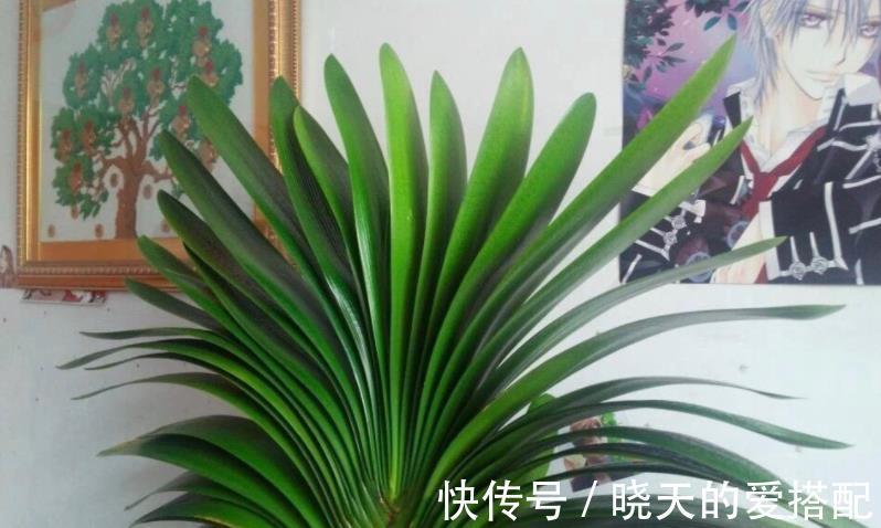 秋凉|8月前后,盆栽君子兰切记这些,不然秋凉植株难开花