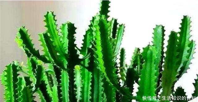 养龙骨花，要谨记一个“懒”字，越懒长得越壮，勤快容易出问题！