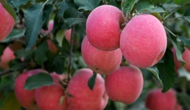 肠壁溃疡面|提个醒:吃苹果有3大禁忌,却有很多人不清楚,别犯错误了