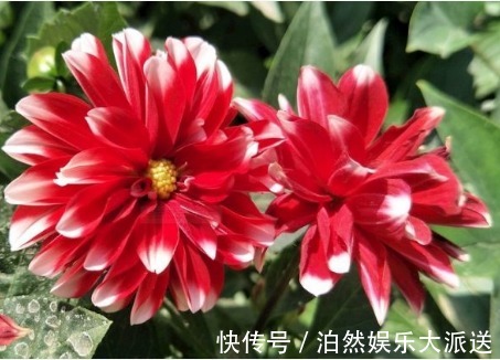 喜欢牡丹,不如养盆“珍稀玫瑰”洋葵花,花团锦簇,妩媚高雅