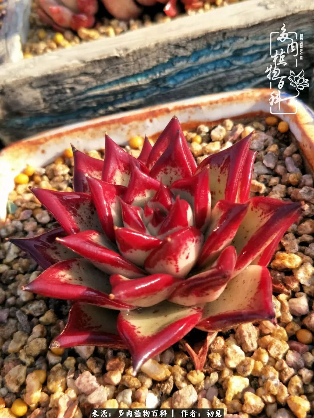 养多肉四周年，从初见到爱恋！幸福一直藏在浅薄的日子里！