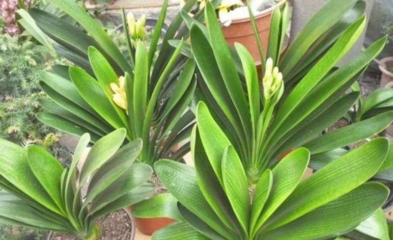 营养土不要买，出门捡几种“垃圾”扔盆里，疏松透气、不烂根