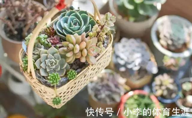 养多肉,盆栽不忽略这4点,茎叶就会发蔫、养不肥