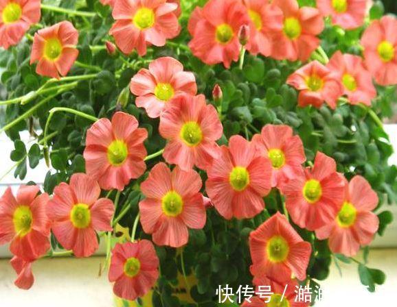 养花杀手养啥养不活这些花寓意好、皮实好养活,附养花技巧!