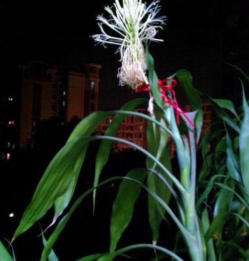 好运花|客厅养花，就去养几盆“好运花”，不仅美极了，而且还能旺运！