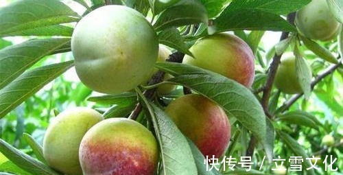 补益心脾|每天坚持吃3种食物,营养丰富、延缓衰老,好吃又健康!