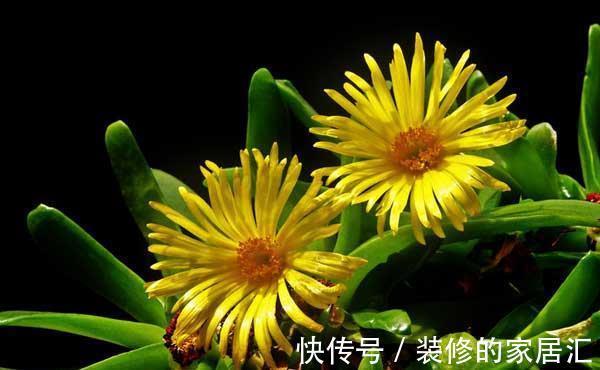 迷迭香|养花试试这几款，花朵格外的高雅，玲珑有趣