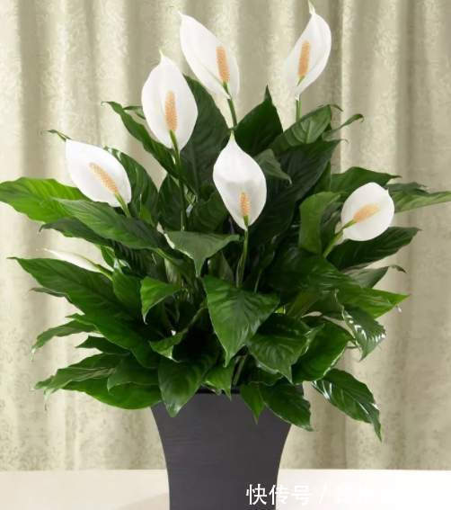 4种好运花,“养人”又吉祥,放在家里显“高级”,建议养一盆