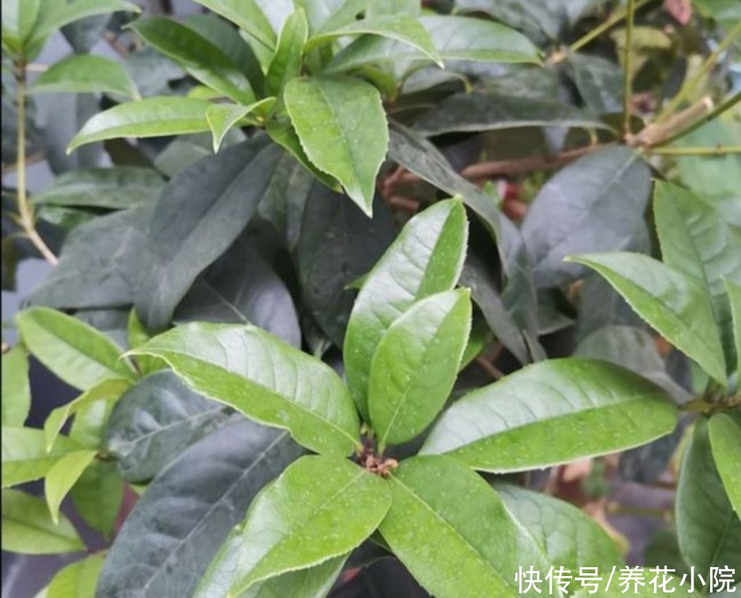 茶花|家里养2种花，6月以后切记别修剪，不然没花看