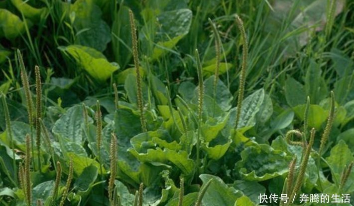 妙用|车前草虽小，养生大功效多吃的顶级妙用，只有老中医才知道