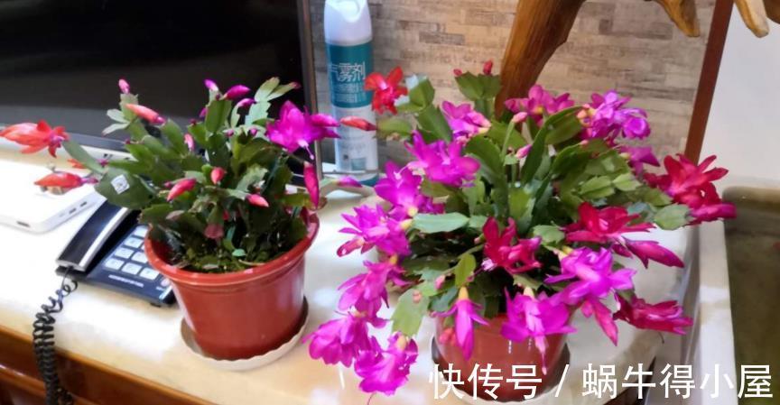 花友|蟹爪兰如何分株、养护防虫害等，该篇文章全部讲透，值得收藏