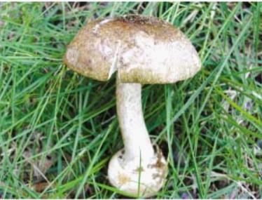 采摘|谨防误食野生毒蘑菇、断肠草中毒