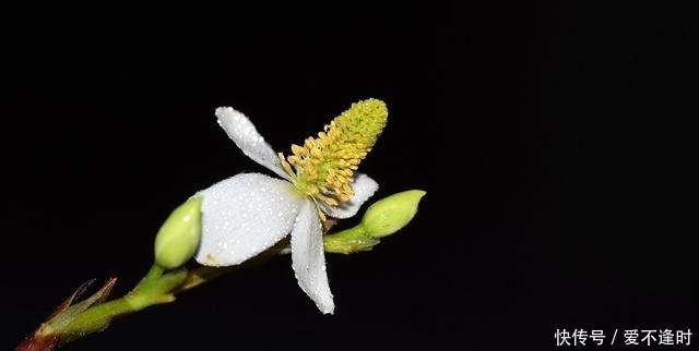 这3种“保健花”,老人养真不错,家里摆一盆,赏花修身养性!