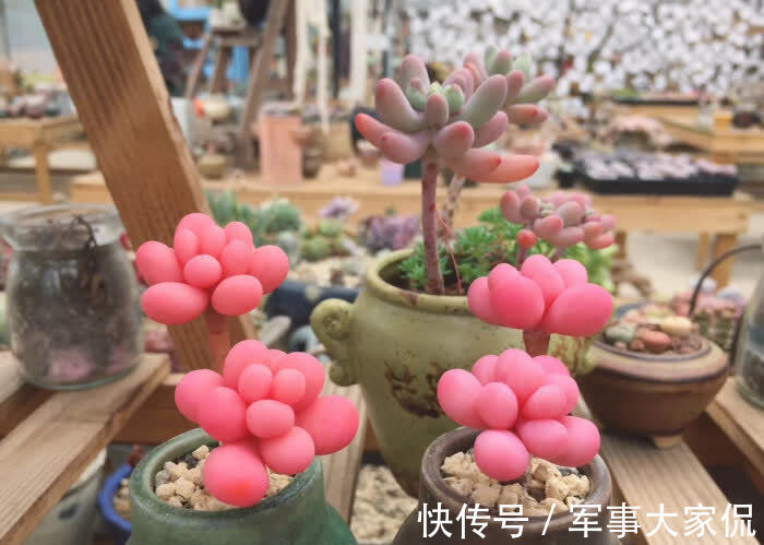 桃蛋|多肉“萌物”桃蛋并不难养，价格亲民，打理和繁殖都容易