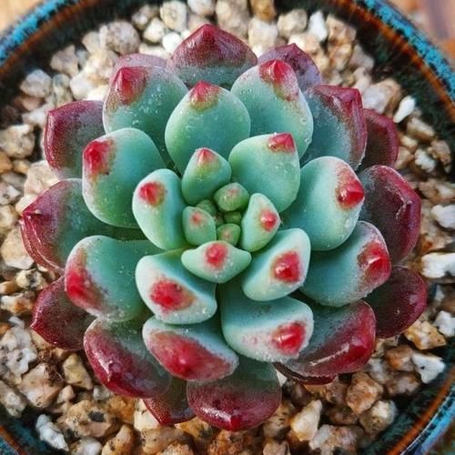 来自“童话里”的6款多肉,满满都是回忆,听名字就很想养上一盆