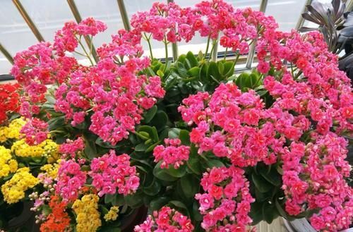 肥力|作为养花人，有机会就多收集些它们，看着不起眼却全是好东西