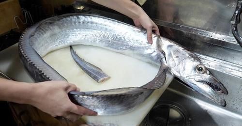 带鱼|真不怕腥！日本顶级美食带鱼刺身，大厨手法一流，你敢吃吗？