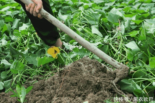 3种“宝贝”菜，经常被你当垃圾别再扔掉，最后一种补钙效果好