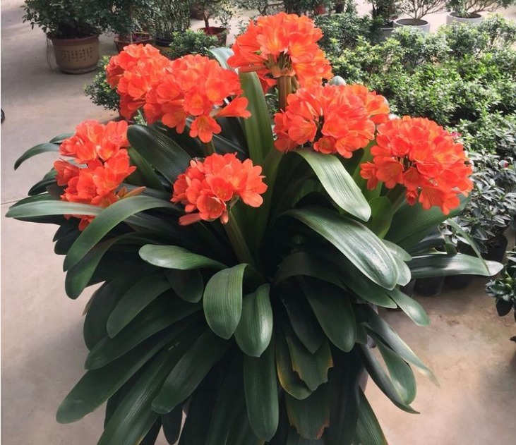 君子兰不开花淘米水兑点“黄水水”,花箭冒出来,1次开出10朵