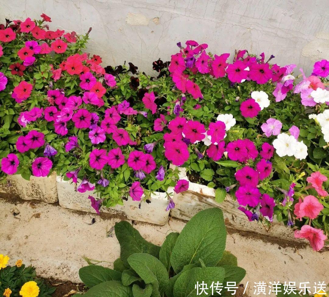 矮牵牛|70岁老妈,一天也闲不住,院子里种满了花!