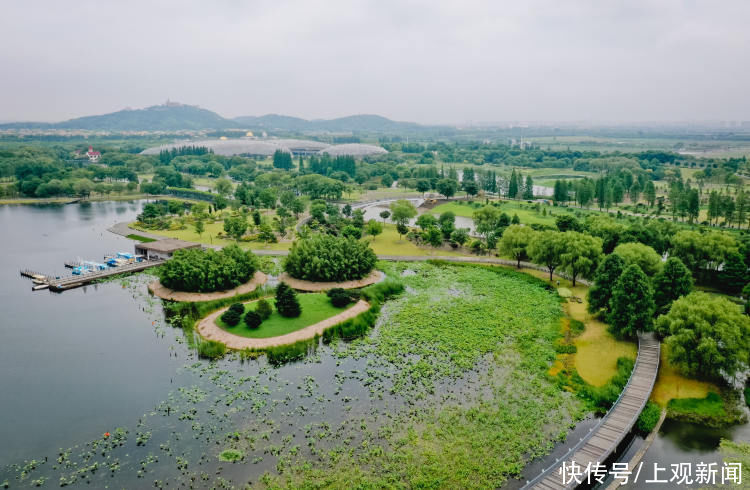 辰山植物园|辰山植物园的荷花开了，6月中下旬将迎来最佳观赏期