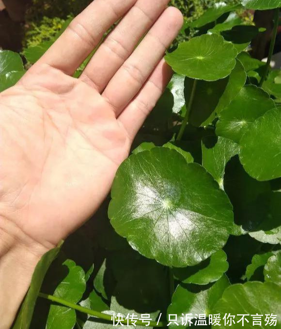 钱多多|养花技巧铜钱草养在这,7天就爆盆,叶子长成巴掌大!