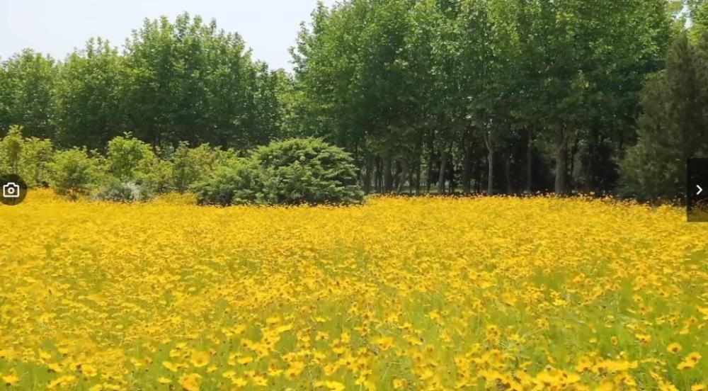 中年|世界湿地日：带你认识海阳生态之美