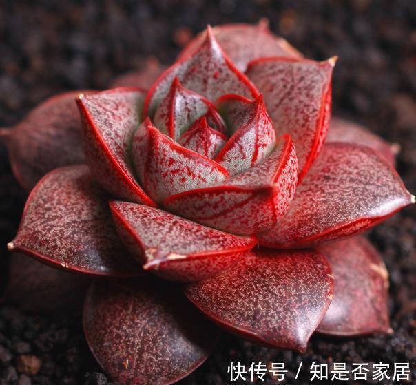 肥厚|推荐几种叶子肥厚的多肉,长势旺盛颜色靓丽,适合新手花友