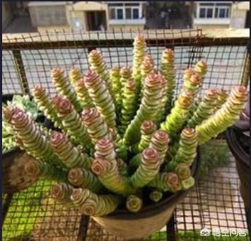 怎样才能把多肉钱串养“胖”？