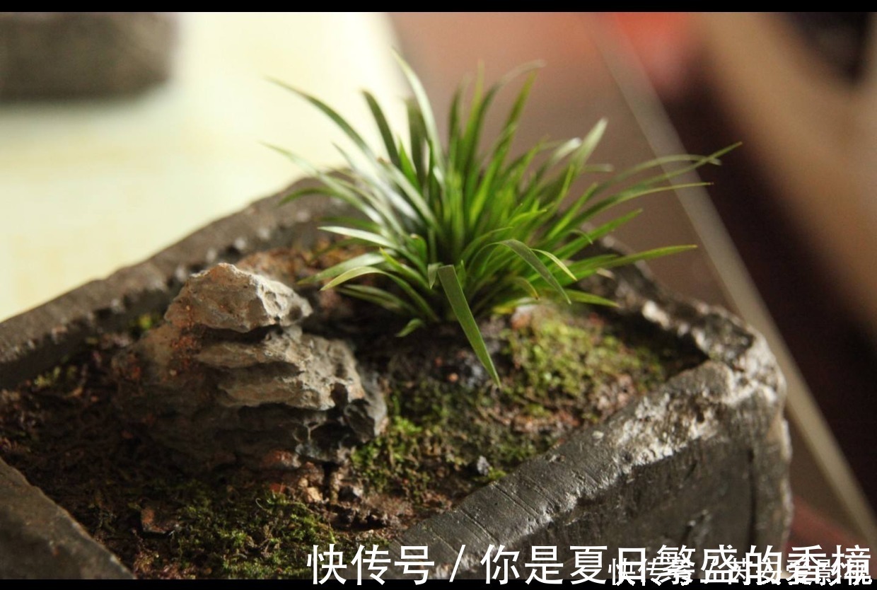 植物|菖蒲是盆景不可缺少的装饰植物,多浇水少施肥,湿着养