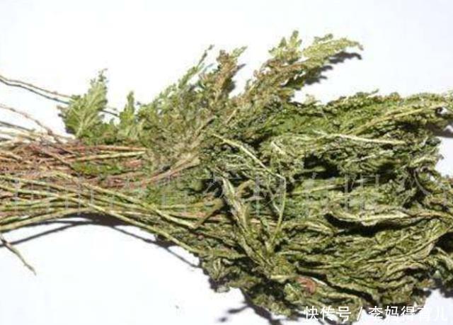 排钱草|农村有种草长得很奇特,身上长有“鳞片”,泡酒后有活血化瘀功效