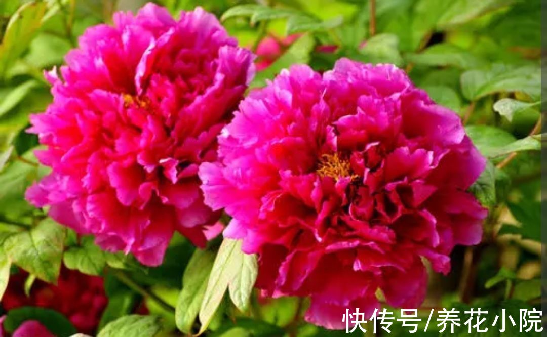 植株|5种花卉，需要“冻一冻”，才能开出漂亮的花朵