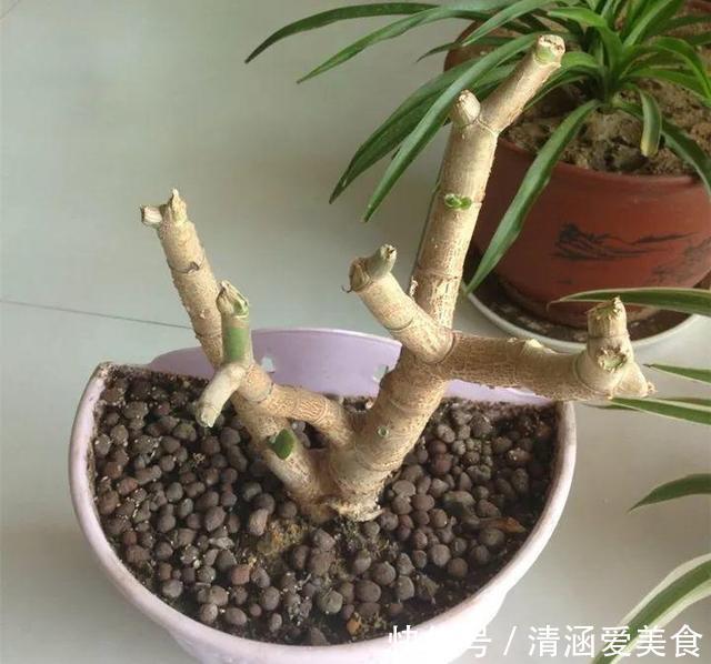 八抓鱼|养了5年玉树,1晚上冻成“八抓鱼”,枝干发软、没救了