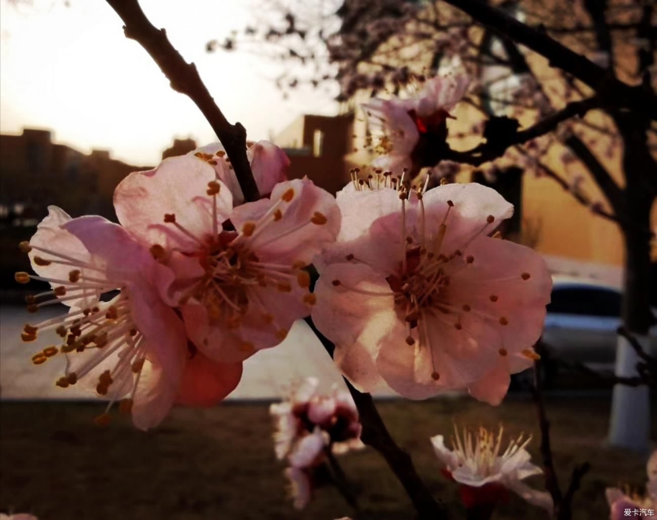 春来赏花忙，徘徊粉花乡。