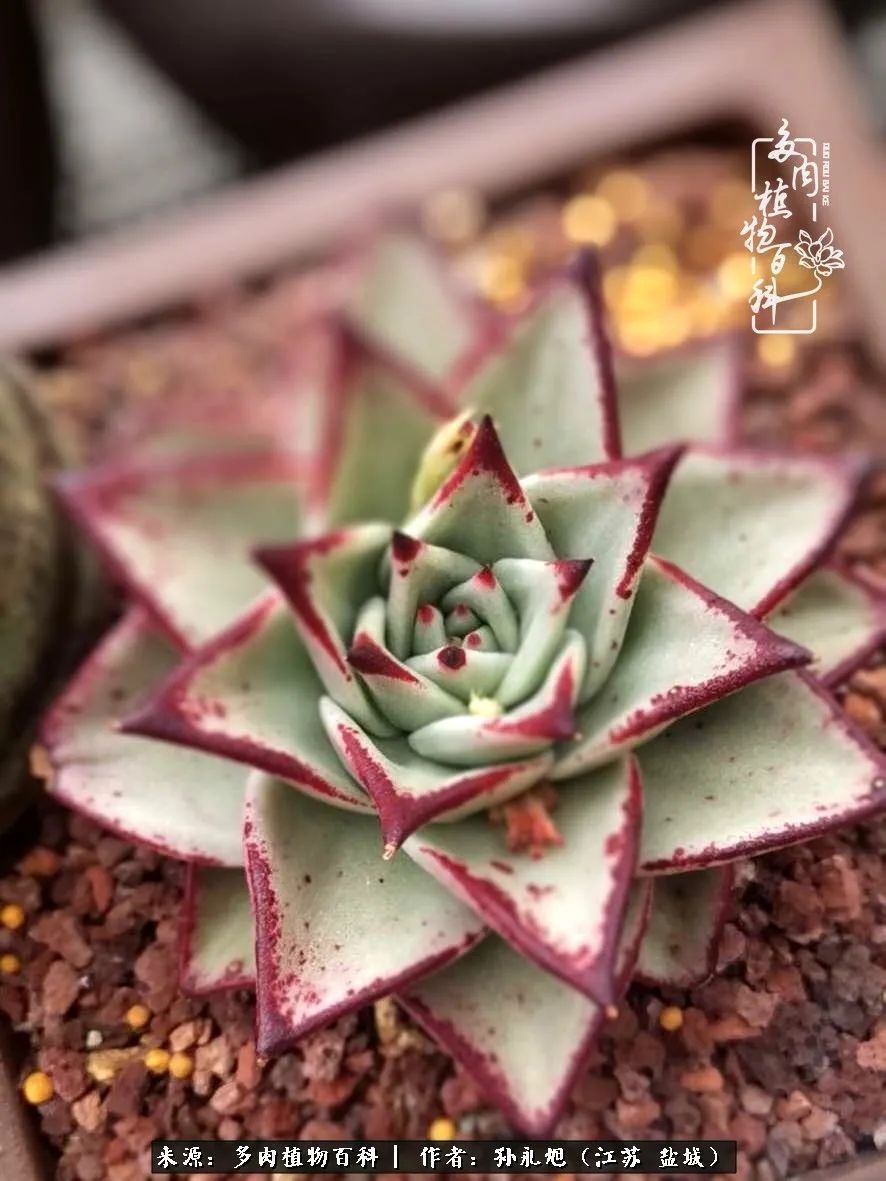 养多肉三年多九万里悟道，终归诗酒田园！