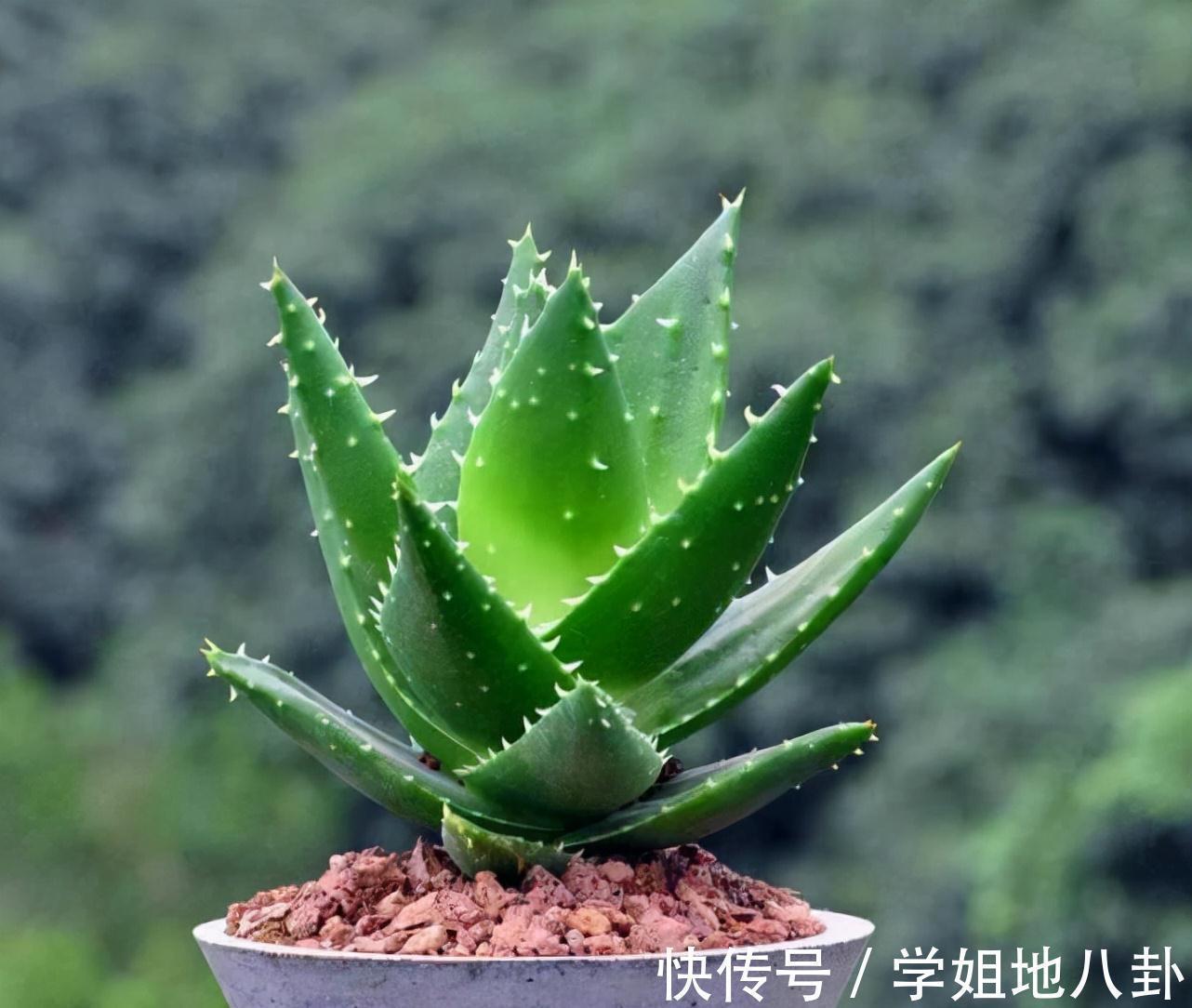 老桩|6种“懒人花”,堪称“不死花”,养成老桩几十年,旺家又值钱