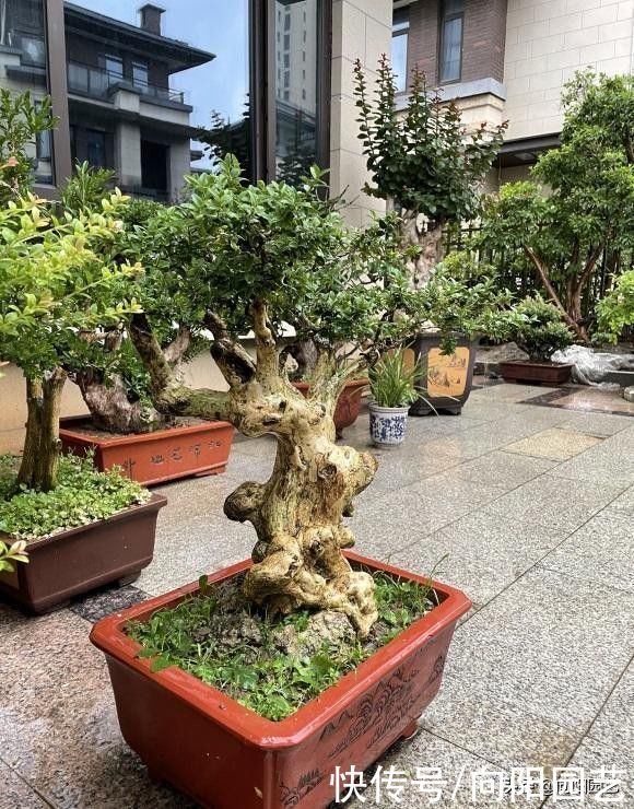 黄叶|三十年前，1棵黄杨上万块，现如今，1棵黄叶十几块，玩坏的盆景