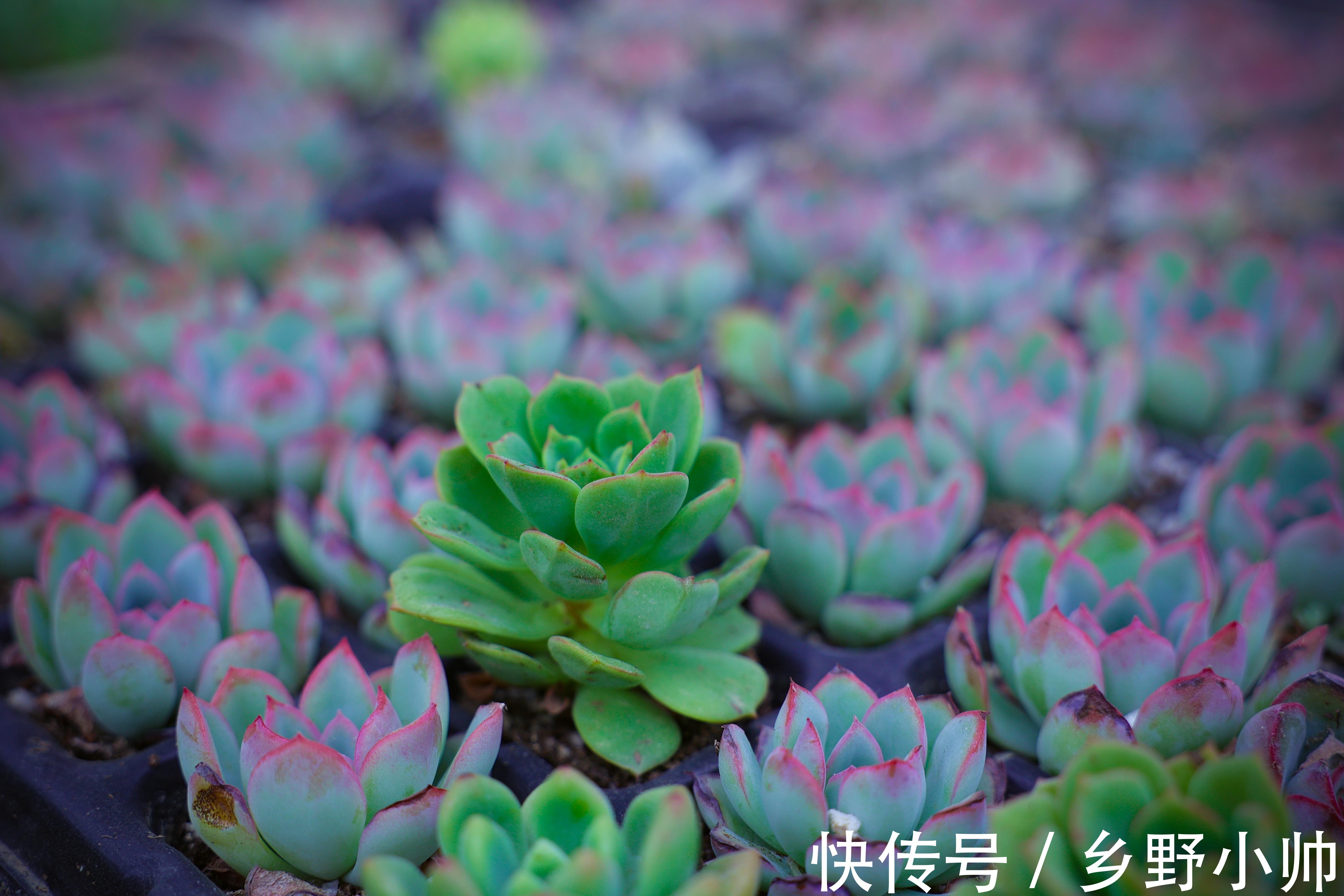 夏天|夏天温度这么高,可不可以给多肉吹空调?给多肉吹空调的利与弊