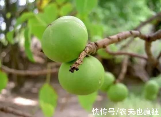 5种有剧毒的树木,吃不得碰不到,遇到要“绕道走”,认识不吃亏