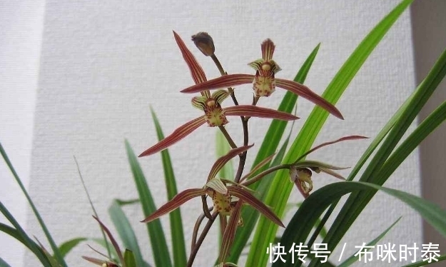 兰根|别再片面理解“冬不湿”,这三种情况,就是造成兰花空根的原因