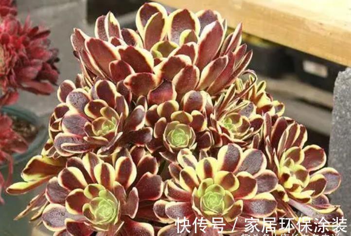 小苗|多肉欧佳丽法师太贵？秋天可以入手小苗，照我的方法养活没啥问题