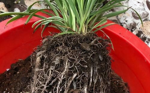 入坑看看别人是怎么用多菌灵、磷酸二氢钾、阿司匹林养花吧！