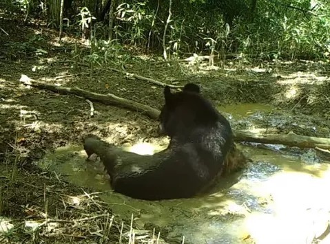 小豹猫|重庆最高的山里，黑熊水潭打滚，斑羚忙抢领地，飞狐拉便都要回巢