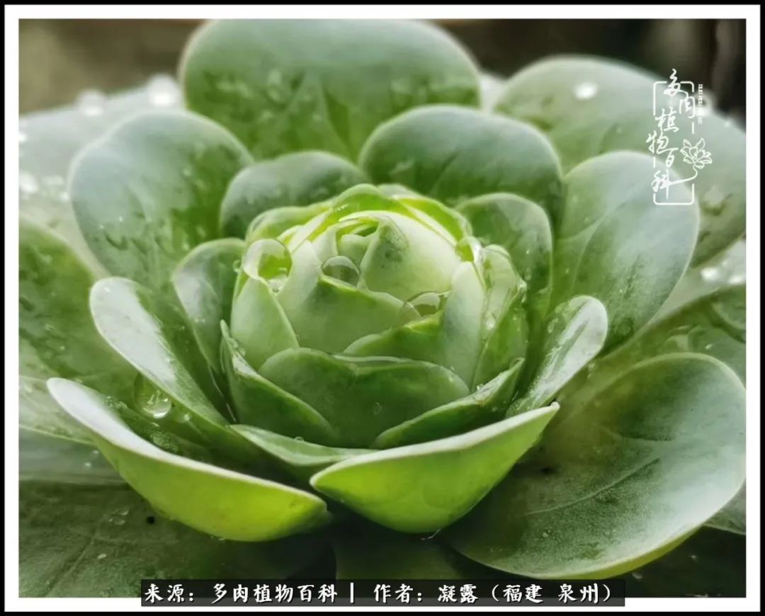 喜欢养肉，喜欢赏肉，更喜欢拍，如此怎能不掉肉坑