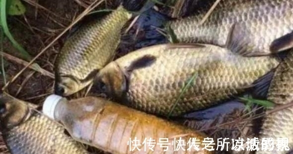 特色|鲫鱼越大越不肯咬钩?试试这种特色钓法,比玩手竿更过瘾