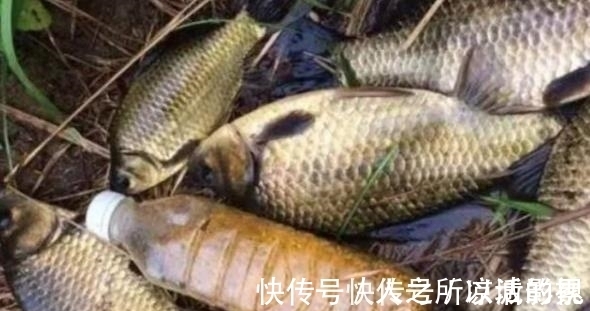 特色|鲫鱼越大越不肯咬钩？试试这种特色钓法，比玩手竿更过瘾