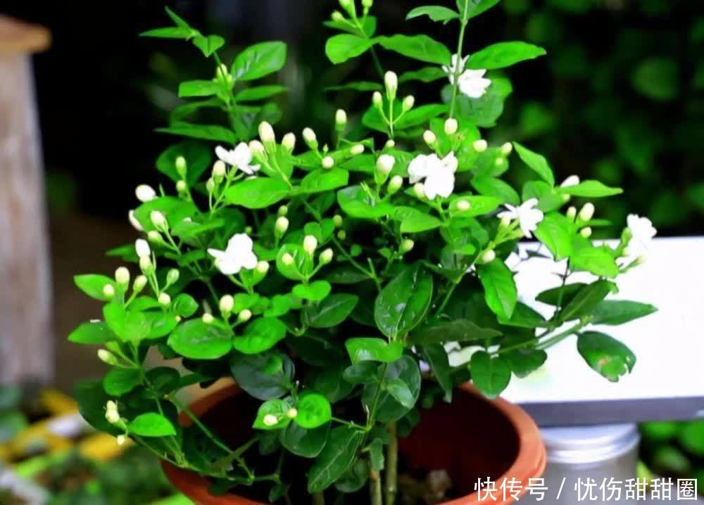 修剪|养茉莉花有“3点”很重要,株型更美,开花更多,又香又好看
