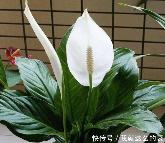 家里养8种花,要少晒太阳,没有阳光也能长势旺盛!