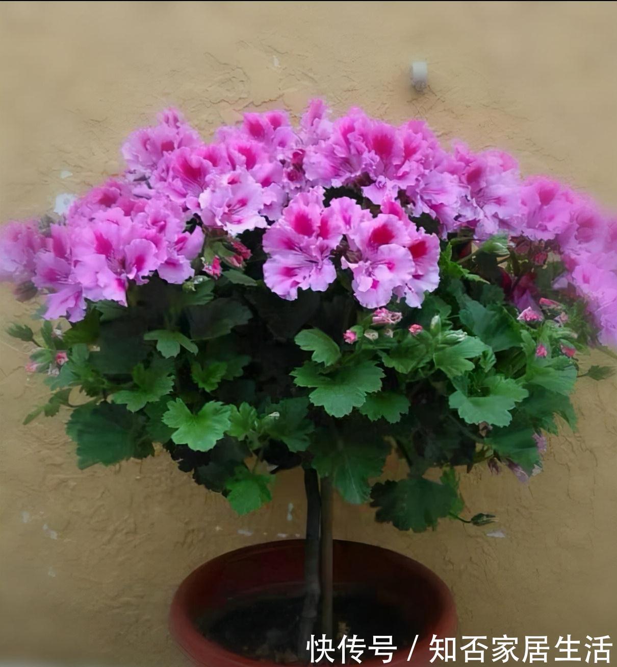 6种“便宜花”,稍加打理养成“棒棒糖”,给多少钱都不卖