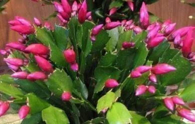 蟹爪兰|老花匠这样养蟹爪兰,“1种汁液”兑水浇,7天1次,新芽蹭蹭冒